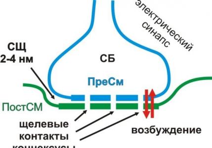 Строение синапса: электрические и химические синапсы